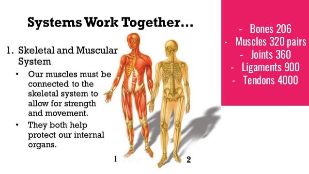 Supporting your Bones, Joints, Muscles & Nerves with Young Living Pr…
