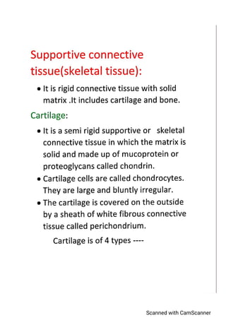 Supportive connective tissue