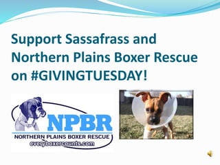 Support Sassafrass and 
Northern Plains Boxer Rescue 
on #GIVINGTUESDAY! 
 