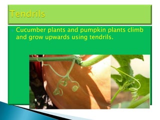 Supportshahrul | PPT