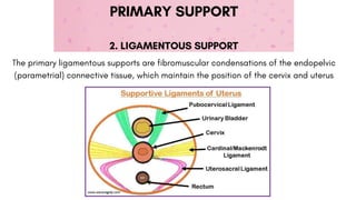 Cervis Support Comprehensive Overview of Uterine Supports: Anatomy and Function | PDF