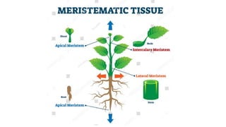 Support system in plants and animals, types of roots.pptx