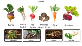 Support system in plants and animals, types of roots.pptx