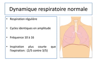 Dynamique respiratoire normale
• Respiration régulière
• Cycles identiques en amplitude
• Fréquence 10 à 16
• Inspiration plus courte que
l’expiration: (2/5 contre 3/5)
 