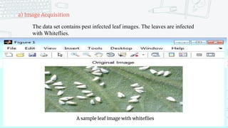 a) Image Acquisition
The data set contains pest infected leaf images. The leaves are infected
with Whiteflies.
A sample leaf image with whiteflies
 