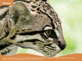 Ocelot
The last straw for the U.S. ocelot may be the Trump administration’s proposed U.S.-Mexico border wall—science
shows...