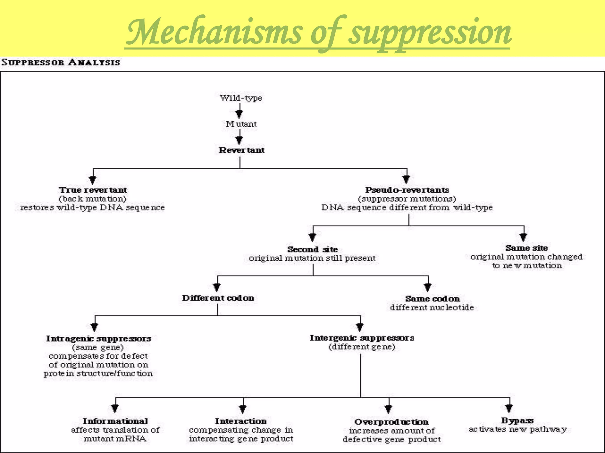 Suppressor mutation | PPT