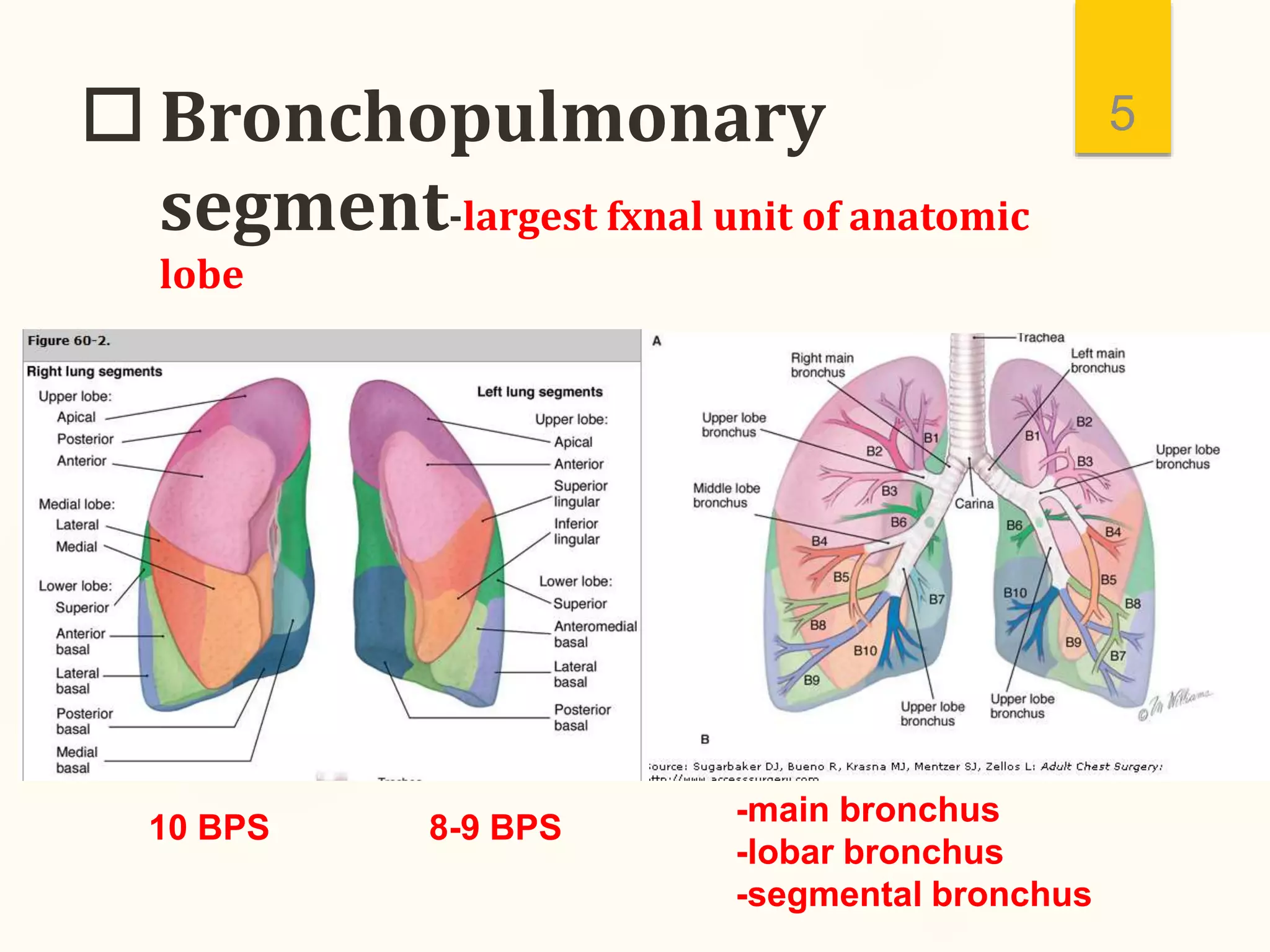  Bronchopulmonary
segment-largest fxnal unit of anatomic
lobe
5
10 BPS 8-9 BPS
-main bronchus
-lobar bronchus
-segmental bronchus
 