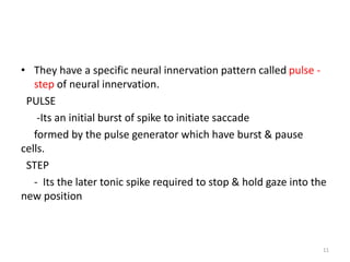 • They have a specific neural innervation pattern called pulse -
step of neural innervation.
PULSE
-Its an initial burst of spike to initiate saccade
formed by the pulse generator which have burst & pause
cells.
STEP
- Its the later tonic spike required to stop & hold gaze into the
new position
11
 