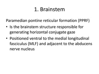 1. Brainstem
Paramedian pontine reticular formation (PPRF)
• Is the brainstem structure responsible for
generating horizontal conjugate gaze
• Positioned ventral to the medial longitudinal
fasciculus (MLF) and adjacent to the abducens
nerve nucleus
 