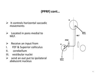 (PPRF) cont…
 It controls horizontal saccadic
movements
 Located in pons medial to
MLF.
 Receive an input from
I. FEF & Superior colliculus
II. cerebellum
III. vestibular nuclei
 send an out put to ipsilateral
abducent nucleus
41
 