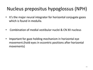 Nucleus prepositus hypoglossus (NPH)
• It’s the major neural integrator for horizontal conjugate gazes
which is found in medulla.
• Combination of medial vestibular nuclei & CN XII nucleus
• Important for gaze holding mechanism in horizontal eye
movement.(hold eyes in eccentric positions after horizontal
movements)
49
 