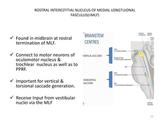  Found in midbrain at rostral
termination of MLF.
 Connect to motor neurons of
oculomotor nucleus &
trochlear nucleus as well as to
PPRF.
 Important for vertical &
torsional saccade generation.
 Receive Input from vestibular
nuclei via the MLF
53
ROSTRAL INTERESTITIAL NUCLEUS OF MEDIAL LONGTUIDNAL
FASCULUS(riMLF)
 