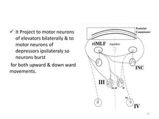  It Project to motor neurons
of elevators bilaterally & to
motor neurons of
depressors ipsilateraly so
neurons burst
for both upward & down ward
movements.
54
 