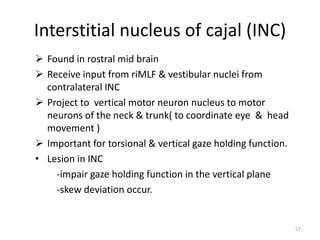 Interstitial nucleus of cajal (INC)
 Found in rostral mid brain
 Receive input from riMLF & vestibular nuclei from
contralateral INC
 Project to vertical motor neuron nucleus to motor
neurons of the neck & trunk( to coordinate eye & head
movement )
 Important for torsional & vertical gaze holding function.
• Lesion in INC
-impair gaze holding function in the vertical plane
-skew deviation occur.
57
 