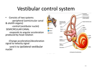 Vestibular control system
• Consists of two systems
-peripheral (semicircular canal
& otolith organs)
-central (vestibular nuclei)
SEMICIRCULAR CANAL
-responds to angular acceleration
produced by head rotation
-Change acceleration/deceleration
signal to velocity signal
send it to ipsilateral vestibular
nuclei
66
 