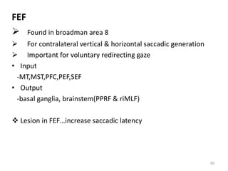 FEF
 Found in broadman area 8
 For contralateral vertical & horizontal saccadic generation
 Important for voluntary redirecting gaze
• Input
-MT,MST,PFC,PEF,SEF
• Output
-basal ganglia, brainstem(PPRF & riMLF)
 Lesion in FEF…increase saccadic latency
80
 