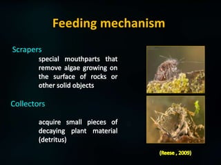 Insects of aquatic ecosystem | PPTX
