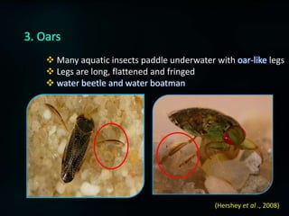 Insects of aquatic ecosystem | PPTX