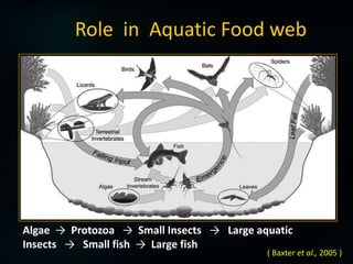 Insects of aquatic ecosystem | PPTX