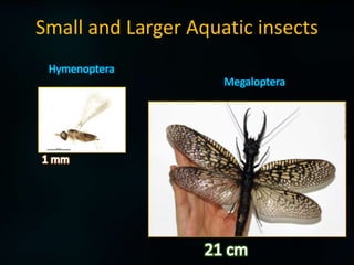 Insects of aquatic ecosystem | PPTX