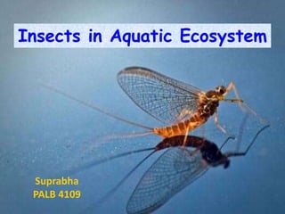 Insects in Aquatic Ecosystem
Suprabha
PALB 4109
 