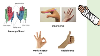 Sensory of hand
Radial nerveMedian nerve
AIN
Ulnar nerve
 