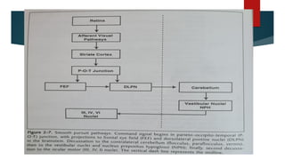 Smooth pursuit pathway
 