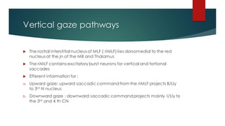 Vertical gaze pathways
 The rostral interstitial nucleus of MLF ( riMLF) lies dorsomedial to the red
nucleus at the jn of the MB and Thalamus
 The riMLF contains excitatory burst neurons for vertical and tortional
saccades
 Efferent information for :
a. Upward gaze: upward saccadic commandfrom the riMLF projects B/Lly
to 3rd N nucleus
b. Downward gaze : downward saccadic commandprojects mainly I/Lly to
the 3rd and 4 th CN
 