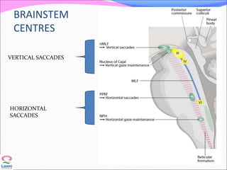 BRAINSTEM
CENTRES
VERTICAL SACCADES
HORIZONTAL
SACCADES
 