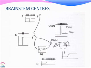 BRAINSTEM CENTRES
 
