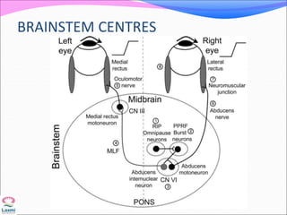 BRAINSTEM CENTRES
 