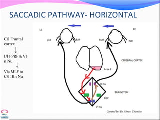 SACCADIC PATHWAY- HORIZONTAL
C/l Frontal
cortex
I/l PPRF & VI
n Nu
Via MLF to
C/l IIIn Nu
Created by: Dr. Shruti Chandra
 