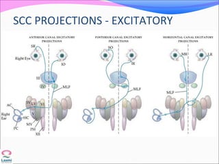 SCC PROJECTIONS - EXCITATORY
 