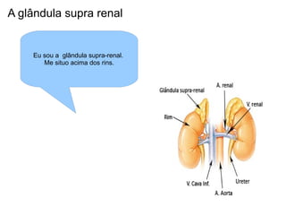 A glândula supra renal Eu sou a  glândula supra-renal.  Me situo acima dos rins. 