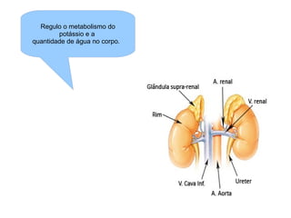 Regulo o metabolismo do potássio e a  quantidade de água no corpo.  