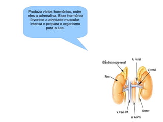 Produzo vários hormônios, entre  eles a adrenalina. Esse hormônio favorece a atividade muscular  intensa e prepara o organismo para a luta. 