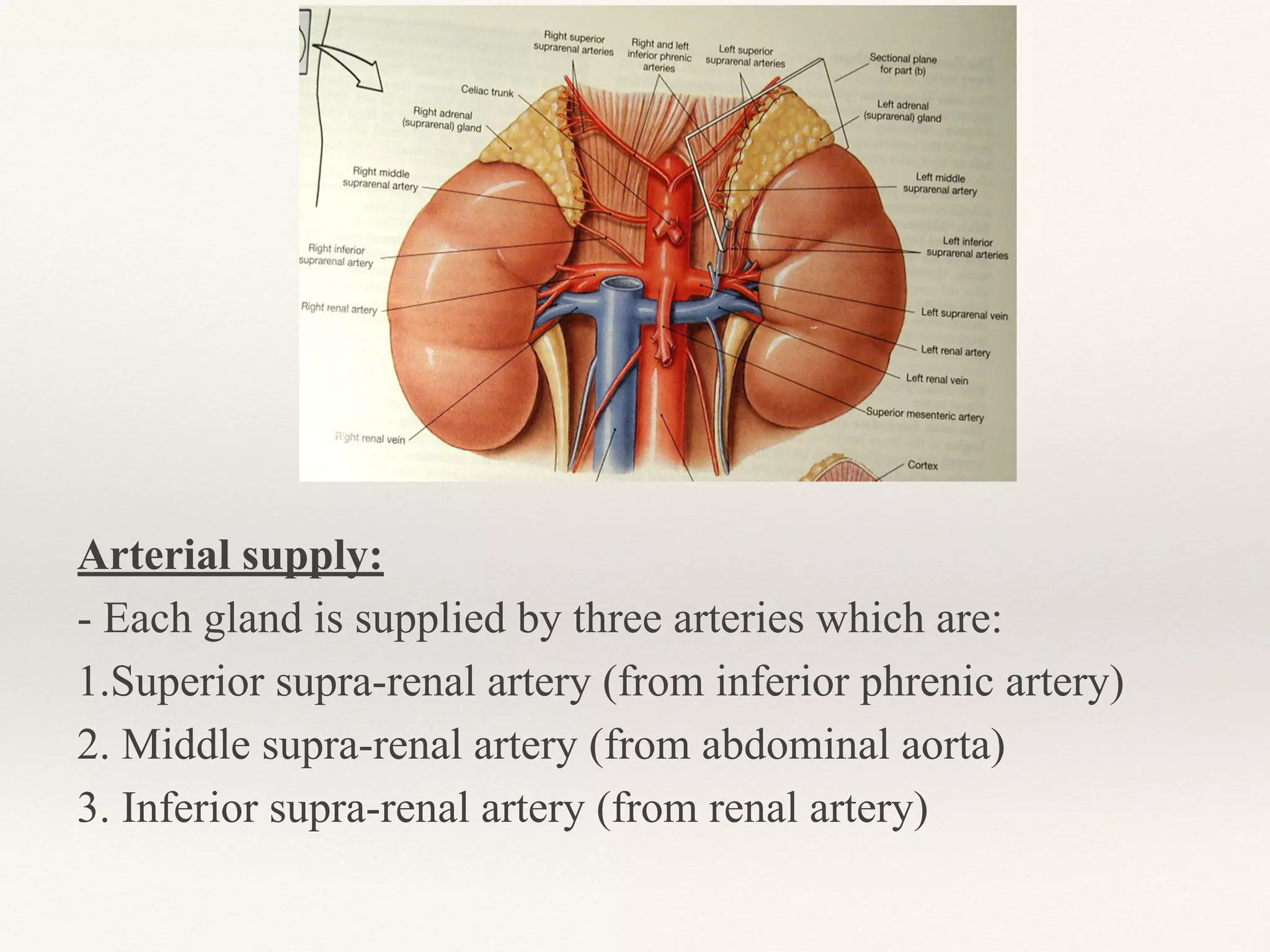 Suprarenal gland | PPT