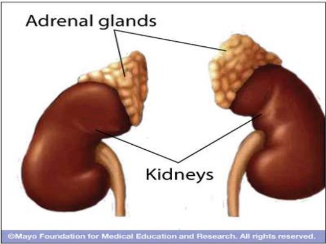 Suprarenal glands