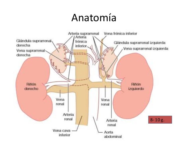 Glandula Suprarrenal