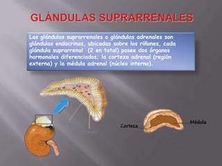 Glándulas Suprarrenales Las glándulas suprarrenales o glándulas adrenales son glándulas endocrinas, ubicadas sobre los riñones, cada glándula suprarrenal  (2 en total) posee dos órganos hormonales diferenciados; la corteza adrenal (región externa) y la médula adrenal (núcleo interno). 