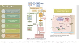 Funciones
Aumenta la reabsorción tubular
renal del sodio y secreción de
potasio
Incrementa la permeabilidad al
potasio y sodio
Activa las bombas Na+/K+
basolaterales
Estimula la hidrólisis de ATP
Fosforilación de la bomba
•Afinidad baja por los iones de Na+
Reabsorción de bicarbonato y
perdida de H+
Carroll,Ty B. & Aron,D. (2017). Hormones and Hormone Action. En GardnerGreenspan F.S. & Gordon J.S. (Ed). Basic & Clinical Endocrinology (pp.285-327). NewYork, McGraw-Hill Education.
Estimulo para liberar
renina= <PA y <Na+
 