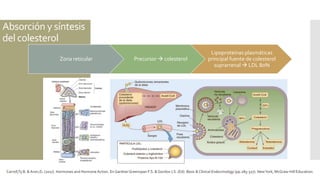 Absorción y síntesis
del colesterol
Zona reticular Precursor  colesterol
Lipoproteínas plasmáticas
principal fuente de colesterol
suprarrenal  LDL 80%
Carroll,Ty B. & Aron,D. (2017). Hormones and Hormone Action. En GardnerGreenspan F.S. & Gordon J.S. (Ed). Basic & Clinical Endocrinology (pp.285-327). NewYork, McGraw-Hill Education.
 