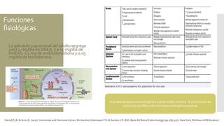 Funciones
fisiológicas
 La glándula suprarrenal del adulto segrega
unos 4 mg/día de DHEA, 7 a 15 mg/día de
DHEAS, 1.5 mg de androstenodiona y 0.05
mg/día de testosterona.
Carroll,Ty B. & Aron,D. (2017). Hormones and Hormone Action. En GardnerGreenspan F.S. & Gordon J.S. (Ed). Basic & Clinical Endocrinology (pp.285-327). NewYork, McGraw-Hill Education.
Actividad biológica de andrógenos suprarrenales mínima  precursores de
conversión periférica de hormonas androgénicas activas
 
