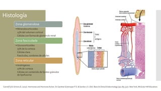 Histología
Zona glomerulosa
• Mineralocorticoides
15% del volumen cortical
Células con forma de glomérulo renal
Zona fasciculada
• Glucocorticoides
75% de la corteza
Células clara
Fascículos, cordones de células.
Zona reticular
• Andrógenos
10% de corteza
Células sin contenido de lípidos gránulos
de lipofuscina
Carroll,Ty B. & Aron,D. (2017). Hormones and Hormone Action. En GardnerGreenspan F.S. & Gordon J.S. (Ed). Basic & Clinical Endocrinology (pp.285-327). NewYork, McGraw-Hill Education.
 