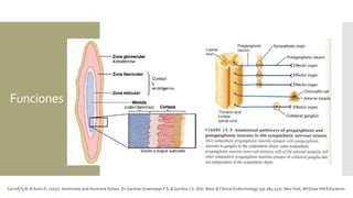 Funciones
Carroll,Ty B. & Aron,D. (2017). Hormones and Hormone Action. En GardnerGreenspan F.S. & Gordon J.S. (Ed). Basic & Clinical Endocrinology (pp.285-327). NewYork, McGraw-Hill Education.
 