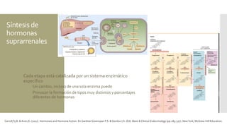 Síntesis de
hormonas
suprarrenales
 Cada etapa está catalizada por un sistema enzimático
específico
 Un cambio, incluso de una sola enzima puede
 Provocar la formación de tipos muy distintos y porcentajes
diferentes de hormonas
Carroll,Ty B. & Aron,D. (2017). Hormones and Hormone Action. En GardnerGreenspan F.S. & Gordon J.S. (Ed). Basic & Clinical Endocrinology (pp.285-327). NewYork, McGraw-Hill Education.
 