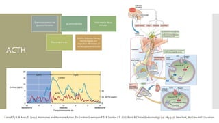 ACTH
Estimula síntesis de
glucocorticoides
39 aminoácidos
Vida media de 10
minutos
Pico a las 6 a.m.
Estrés, lesiones físicas,
hemorragias por
impulsos aferentes al
núcleo paraventricular
Carroll,Ty B. & Aron,D. (2017). Hormones and Hormone Action. En GardnerGreenspan F.S. & Gordon J.S. (Ed). Basic & Clinical Endocrinology (pp.285-327). NewYork, McGraw-Hill Education.
 