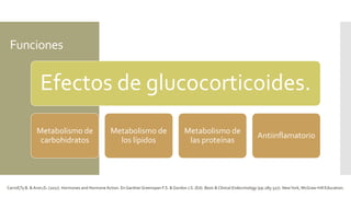 Funciones
Efectos de glucocorticoides.
Metabolismo de
carbohidratos
Metabolismo de
los lípidos
Metabolismo de
las proteínas
Antiinflamatorio
Carroll,Ty B. & Aron,D. (2017). Hormones and Hormone Action. En GardnerGreenspan F.S. & Gordon J.S. (Ed). Basic & Clinical Endocrinology (pp.285-327). NewYork, McGraw-Hill Education.
 