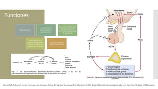 Funciones
Hiperglucemia
Aumento de la
gluconeogenia /
glucogenolisis
Aumento empleo de la
transformación de
aminoácidos a glucosa
 proteólisis
Disminución de la
captación de glucosa en
tejidos periférico 
resistencia a la insulina
Lipolisis periférica
/lipogensis central
Carroll,Ty B. & Aron,D. (2017). Hormones and Hormone Action. En GardnerGreenspan F.S. & Gordon J.S. (Ed). Basic & Clinical Endocrinology (pp.285-327). NewYork, McGraw-Hill Education.
 